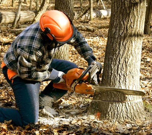 Tree Removal in Murfreesboro, NC
